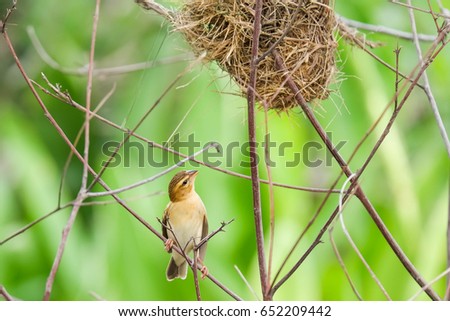 Bird and nest blurred background