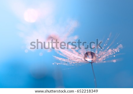 Macro of dandelion with water drop. Dandelion on a beautiful turquoise background. An artistic image.