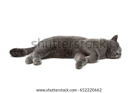 cat is sleeping on a white background. Horizontal photo.