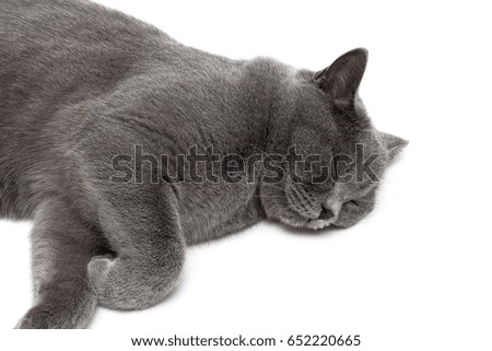 Gray cat sleeping isolated on white background. Horizontal photo.