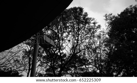 big tree and branches of tree over head