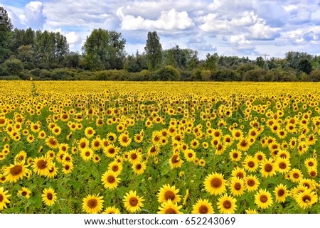 Beautiful landscape picture, Beautiful sunflower field, Sunflower, Summer time.