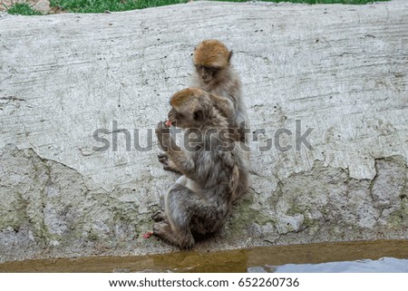 Two monkeys in the Tbilisi zoo, the world of animals.