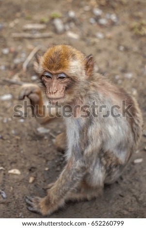 Monkey in the Tbilisi zoo, the world of animals.
