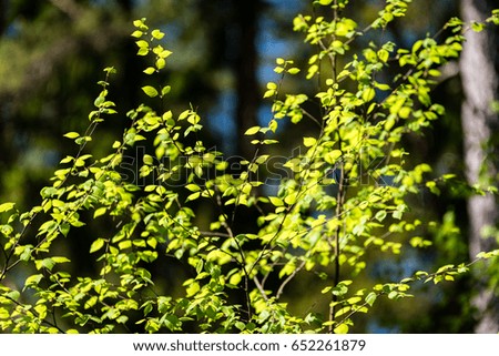 abstract green foliage background in forest with harsh shadows and fresh leaves