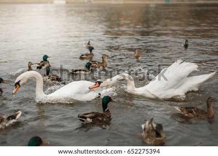 Beautiful and white swans on lakes, fauna and nature