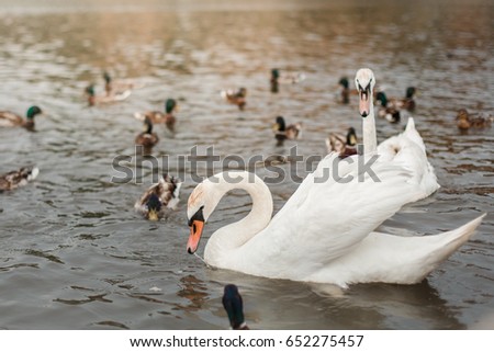 Beautiful and white swans on lakes, fauna and nature