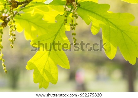 Fresh spring green oak leaves with sun shining through in the park.