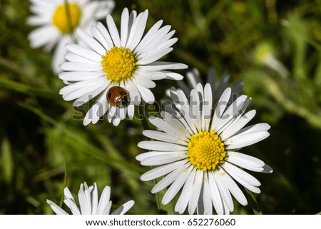 Small white wildflower in park with ladybug sitting on petal.