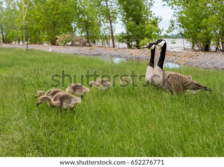Canada geese protecting their goslings in a park in Quebec, Canada. The goslings here are at least 2 weeks old and growing fast.