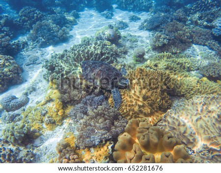 Sea turtle eats seaweed. Wild turtle swimming underwater in blue tropical sea. Undersea photo with tortoise. Sea turtle in wild nature. Snorkeling in tropic lagoon. Exotic island seashore with animal