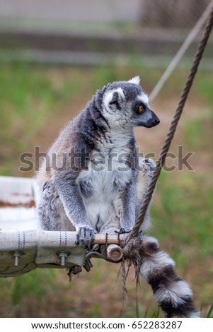 Ring-tailed lemur in the Tbilisi zoo, the world of animals.