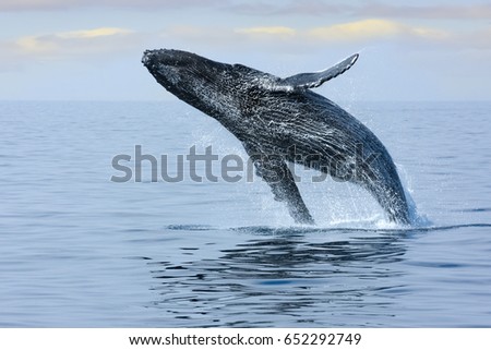 Breaching Hump Back Whale off the coast of Honolulu. Hawaii. Royalty-Free Stock Photo #652292749