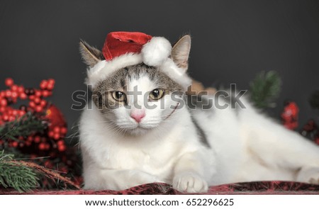 A cat dressed in Christmas costume with santa hat, Europe