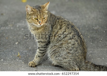 Stray or homeless tabby cat looking at camera in the harbour of Larnaca, Cyprus.