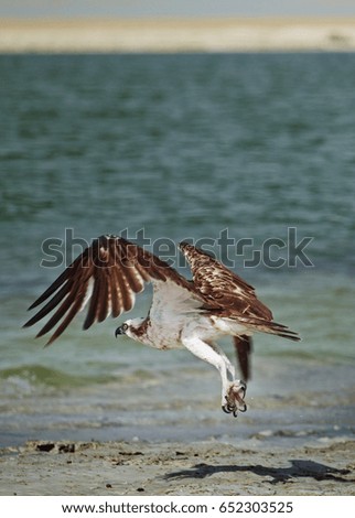 Osprey, bird take off fly in lake side. united arab emirates