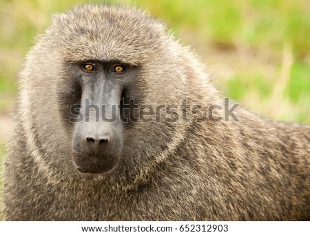 Olive baboon 