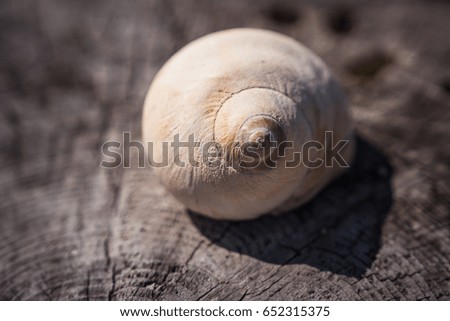 Conch seashell on the wood