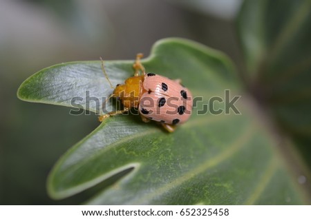 macro picture of ladybug