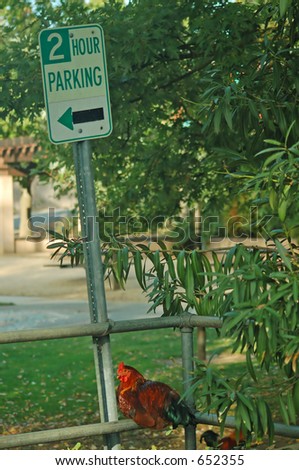 A rooster by a 3 hour parking sign