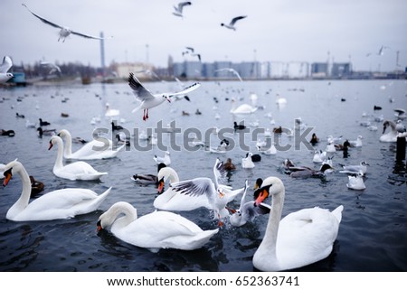 Elegant,white and graceful swans float quietly on the blue sea with reflections and the flying gulls on it.Horizontal view on the city Odessa background.