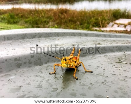 giant lubber orange grasshopper looking at the camera in the marsh