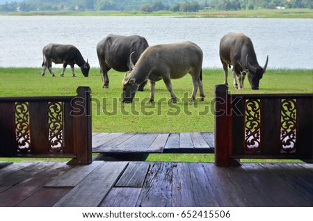 Resort balcony and buffalo herd eat green grass
