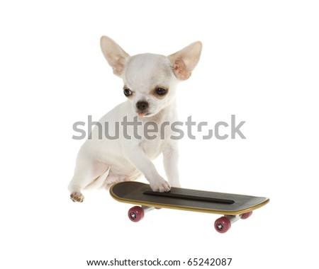 Tiny Puppy with paw on top of Skateboard, tongue sticking out posing for camera, isolated on white background.