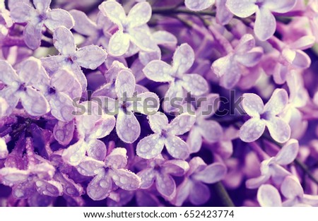 Flowers violet lilac in water droplets, closeup, macro image, selective focus
