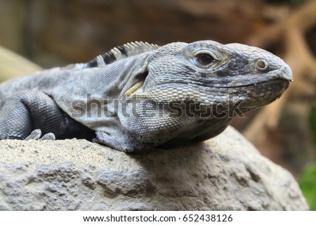 A Desert lizard resting on a rock.