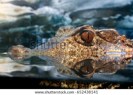 A crocodile waits patiently under the water.