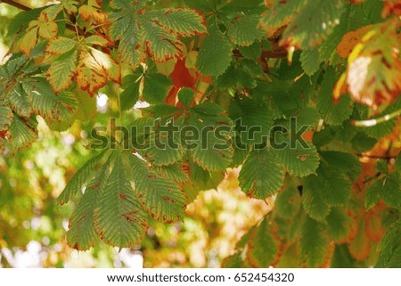 Autumn leaves of maple. Yellow-green leaves of a maple close-up on a blurred background. Autumn landscape. Screen saver.