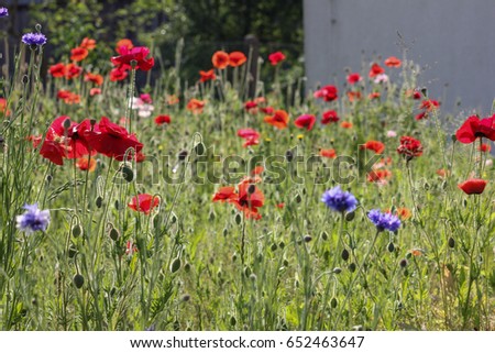 on a very sunny day in june in south germany you see corn poppy in red, pink, blue and rose color and blue sky above