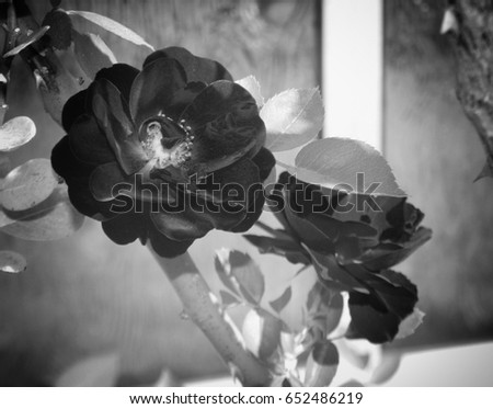 A black and white photograph of fresh roses in bloom in Brisbane, Australia. 