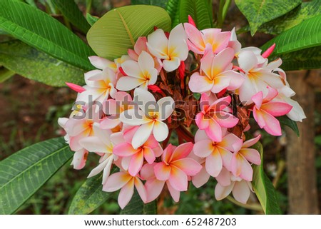 Beautiful frangipani flower or plumeria flower white and pink color on tree branch
