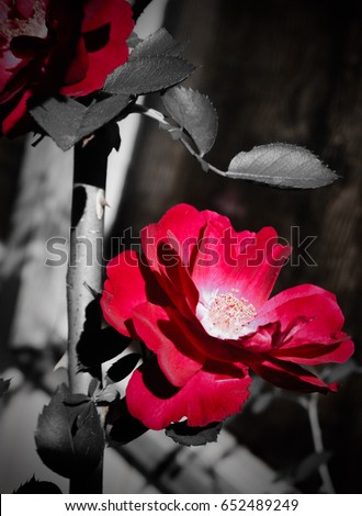A digitally enhanced photograph of a red rose in bloom in Brisbane, Australia. 