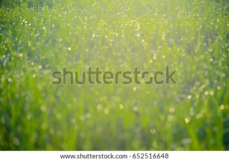 Abstract natural blur background, de-focused green grass with dew in bokeh