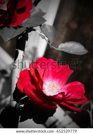A photograph of fresh red roses in bloom in Brisbane, Australia. 