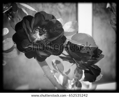 A black and white bordered image of fresh roses in bloom in Brisbane, Australia. 
