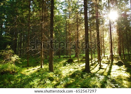 Wild fir forest at sunrise in the sunlight of the rising sun