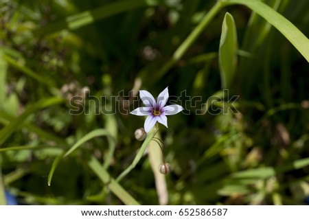 Pretty flowers of Annual blue eyed grass in japanese spring