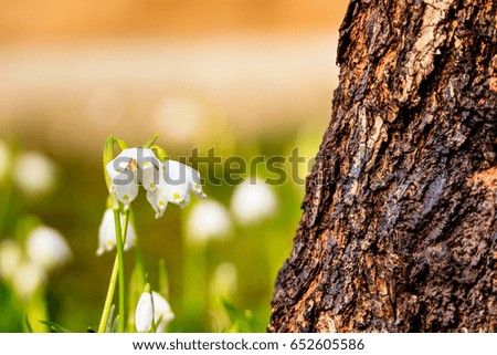 Spring snowflake after rain next to tree trunk in spring