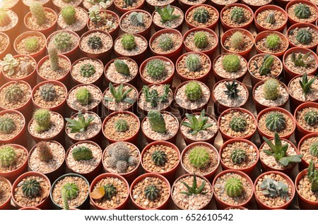 Different types of cactus plants , Still Life Natural Many Cactus Plants 
