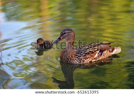 Wild duck on a lake. Duckling following mama duck