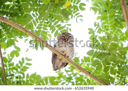 spotted owl standing with green tree leaves