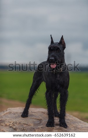 Giant Schnauzer dog breed 
