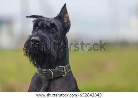 Giant Schnauzer dog breed