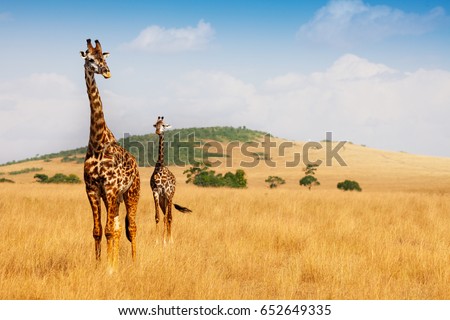 Masai giraffes walking in the dry grass of savanna Royalty-Free Stock Photo #652649335