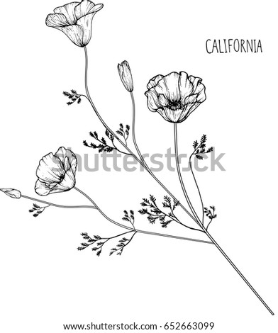California flower clip-art illustration