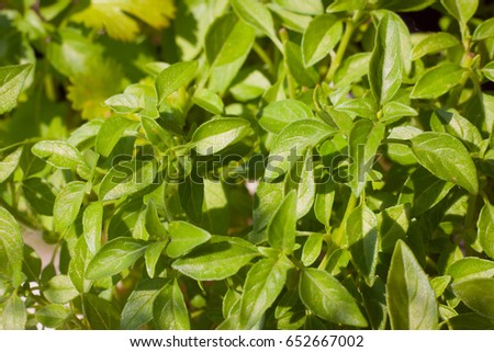 Picture of green basil leaves 